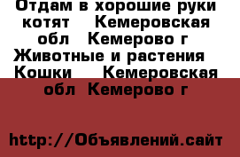 Отдам в хорошие руки котят! - Кемеровская обл., Кемерово г. Животные и растения » Кошки   . Кемеровская обл.,Кемерово г.